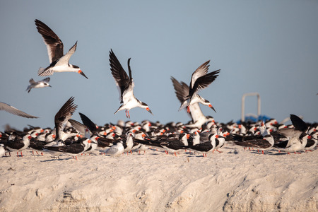 Flock of black skimmer terns Rynchops niger on the beach at Clam Pass in Naples, Florida