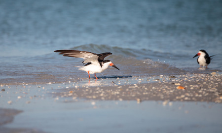 Flock of black skimmer terns Rynchops niger on the beach at Clam Pass in Naples, Floridaの写真素材