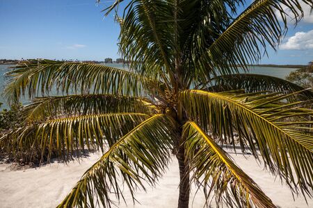 Royal palm tree with coconuts clustered among the palm fronds on Marco Island, Floridaの写真素材