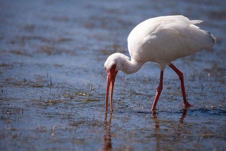 American White ibis Eudocimus albus bird in a pond at Tigertail Beach on Marco Island, Floridaの写真素材
