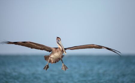 Brown pelican bird Pelecanus occidentalis swimming and flying around Clam Pass in Naples, Floridaの写真素材