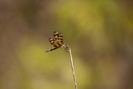 Halloween pennant dragonfly Celithemis eponina perches on tall grass in Marco Island, Floridaの写真素材