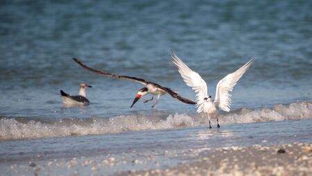Flock of black skimmer terns Rynchops niger on the beach at Clam Pass in Naples, Floridaの写真素材
