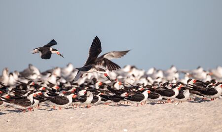 Flock of black skimmer terns Rynchops niger on the beach at Clam Pass in Naples, Floridaの写真素材