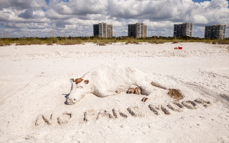 Marco Island, Florida, USA  February 25, 2018: Artisan Sand sculptures of cows and bulls in the white sand of Tigertail Beach on Marco Island, Florida. Editorial use.のeditorial素材