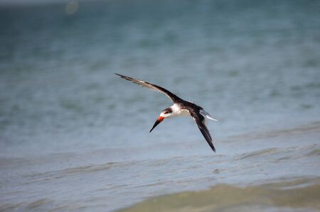 Flock of black skimmer terns Rynchops niger on the beach at Clam Pass in Naples, Floridaの写真素材