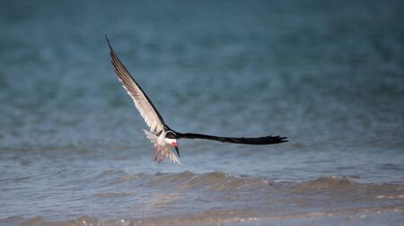 Flock of black skimmer terns Rynchops niger on the beach at Clam Pass in Naples, Floridaの写真素材