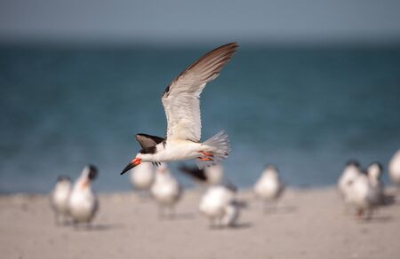 Flock of black skimmer terns Rynchops niger on the beach at Clam Pass in Naples, Florida