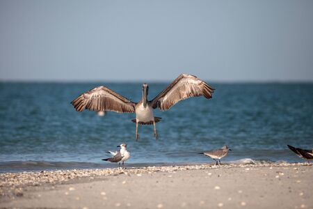 Brown pelican bird Pelecanus occidentalis swimming and flying around Clam Pass in Naples, Floridaの写真素材