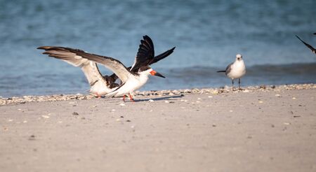 Flock of black skimmer terns Rynchops niger on the beach at Clam Pass in Naples, Florida
