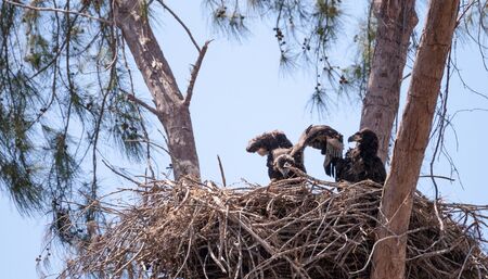 Juvenile bald eagle birds Haliaeetus leucocephalus in a nest on Marco Island, Florida in the winter.の写真素材