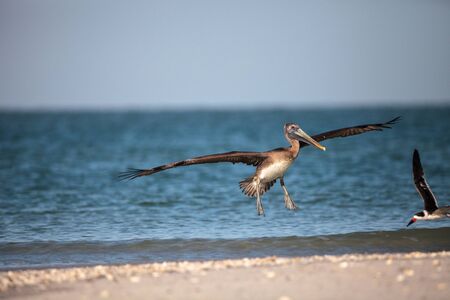 Brown pelican bird Pelecanus occidentalis swimming and flying around Clam Pass in Naples, Floridaの写真素材