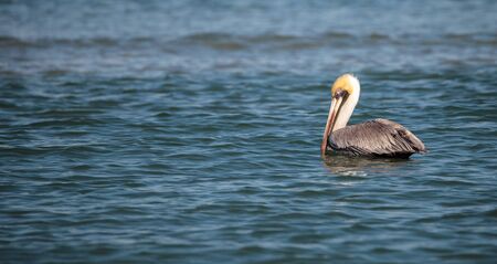 Brown pelican bird Pelecanus occidentalis swimming and flying around Clam Pass in Naples, Floridaの写真素材