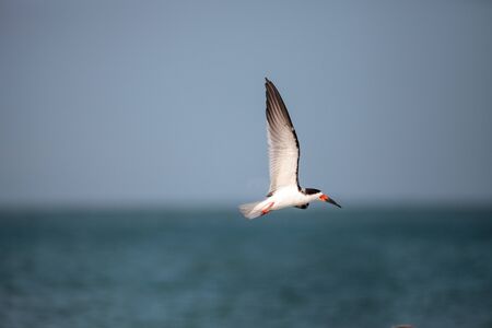 Flock of black skimmer terns Rynchops niger on the beach at Clam Pass in Naples, Florida
