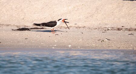 Flock of black skimmer terns Rynchops niger on the beach at Clam Pass in Naples, Floridaの写真素材