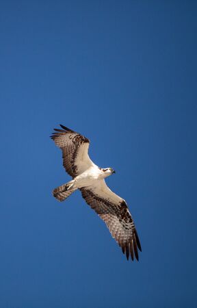 Osprey bird of prey Pandion haliaetus flying across a blue sky over Clam pass in Naples, Florida in...
