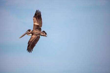 Brown pelican bird Pelecanus occidentalis swimming and flying around Clam Pass in Naples, Floridaの写真素材