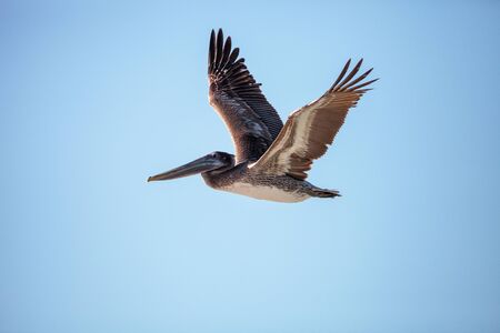 Brown pelican bird Pelecanus occidentalis swimming and flying around Clam Pass in Naples, Floridaの写真素材