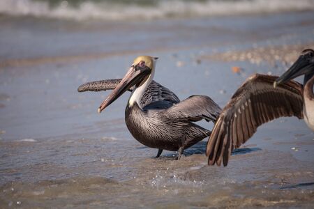 Brown pelican bird Pelecanus occidentalis swimming and flying around Clam Pass in Naples, Floridaの写真素材