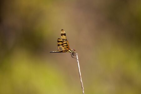 Halloween pennant dragonfly Celithemis eponina perches on tall grass in Marco Island, Floridaの写真素材