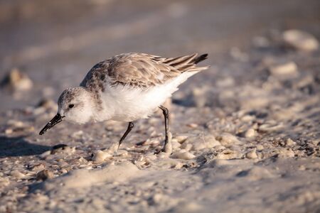 Sanderling shorebird Calidris alba along the shore of Clam Pass in Naples, Florida in the morning.