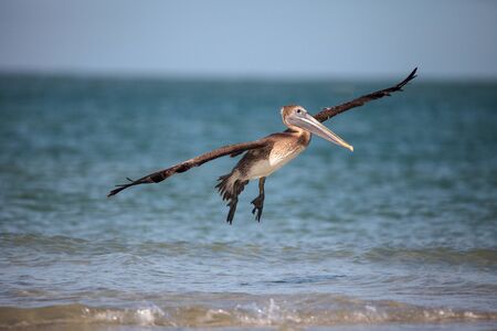 Brown pelican bird Pelecanus occidentalis swimming and flying around Clam Pass in Naples, Floridaの写真素材