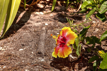 Yellow and pink sunset colored hibiscus flower blooms in a tropical garden in Floridaの写真素材