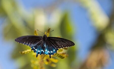 Pipevine Swallowtail butterfly Battus philenor clings to a vine plant in a garden in Naples, Floridaの写真素材