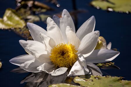 White Nymphaea ao bombori water lily in a pond in Naples, Floridaの写真素材