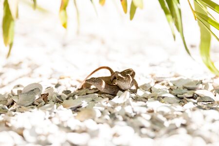 Two Brown Anole lizards Anolis sagrei mate in southeast Florida on white gravel.