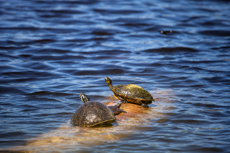 Softshell turtle Apalone ferox  sits on a log with a Florida red bellied turtle Pseudemys nelsoni on a long in a pond in Naples, Floridaの写真素材