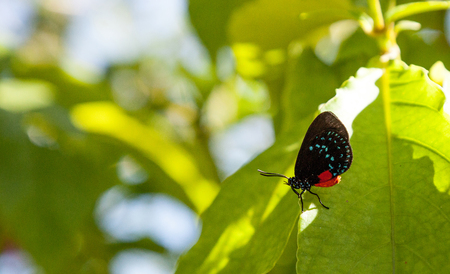 Black and orange red Atala butterfly called Eumaeus atala perches on a green leaf in a botanical gardenの写真素材