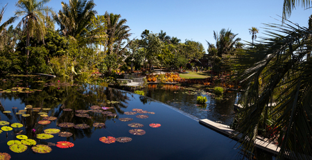 Naples, Florida, USA â March 4, 2018: Reflective pond with water lilies and plants at the Naples Botanical Gardens in Naples, Florida. Editorial use.のeditorial素材