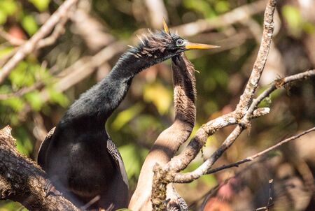 Courting Anhingas bird called Anhinga anhinga and snakebird in the Corkscrew Swamp Sanctuary in Naples, Floridaの写真素材