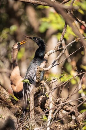Courting Anhingas bird called Anhinga anhinga and snakebird in the Corkscrew Swamp Sanctuary in Naples, Floridaの写真素材