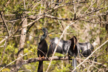 Courting Anhingas bird called Anhinga anhinga and snakebird in the Corkscrew Swamp Sanctuary in Naples, Floridaの写真素材
