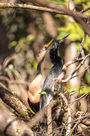 Courting Anhingas bird called Anhinga anhinga and snakebird in the Corkscrew Swamp Sanctuary in...