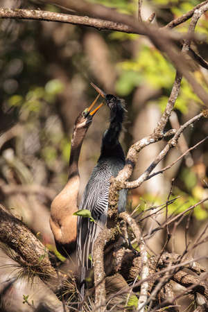 Courting Anhingas bird called Anhinga anhinga and snakebird in the Corkscrew Swamp Sanctuary in Naples, Floridaの写真素材