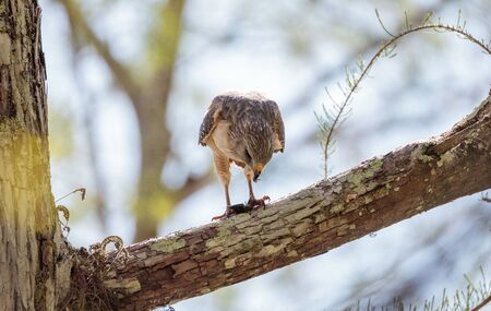 Red shouldered Hawk Buteo lineatus hunts for prey and eats in the Corkscrew Swamp Sanctuary of Naples, Floridaの写真素材