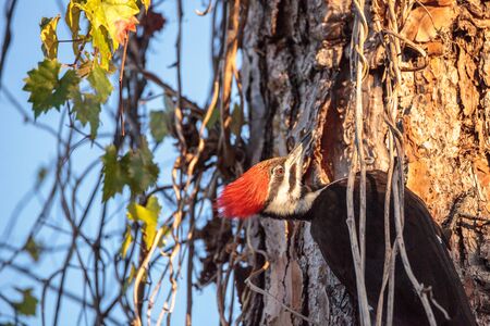 Male pileated woodpecker bird Dryocopus pileatus in a pine tree at the Corkscrew Swamp Sanctuary in Naples, Floridaの写真素材