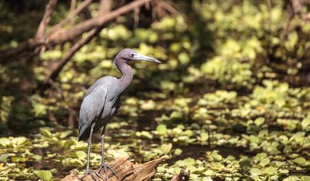 Little blue heron bird Egretta caerulea hunts for frogs amid water fern Salvinia minima in the Corkscrew Swamp Sanctuary in Naples, Floridaの写真素材