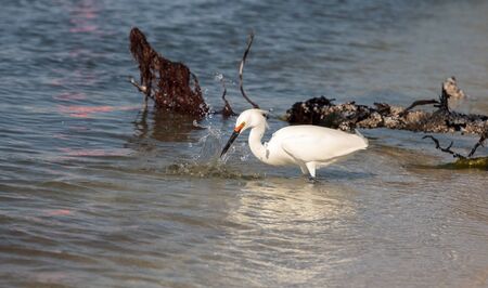 Snowy egret Egretta thula bird hunts for fish in the ocean at Delnor-Wiggins Pass State Park in Naples, Floridaの写真素材