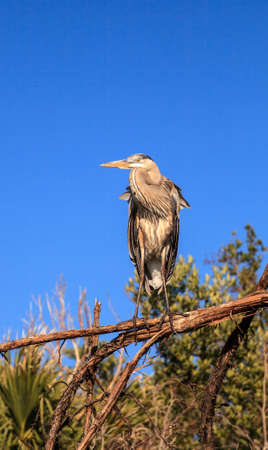 Great blue heron Ardea herodias looks out over the ocean at Delnor-Wiggins Pass State Park in...