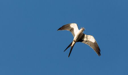 Swallow-tailed kite collects Spanish moss to build a nest in the Corkscrew Swamp Sanctuary of Naples, Floridaの写真素材