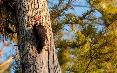 Male pileated woodpecker bird Dryocopus pileatus in the hole of a pine tree at the Corkscrew Swamp Sanctuary in Naples, Floridaの写真素材