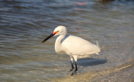 Snowy egret Egretta thula bird hunts for fish in the ocean at Delnor-Wiggins Pass State Park in Naples, Floridaの写真素材
