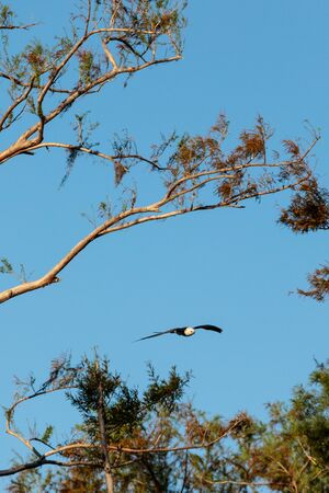 Swallow-tailed kite collects Spanish moss to build a nest in the Corkscrew Swamp Sanctuary of Naples, Floridaの写真素材