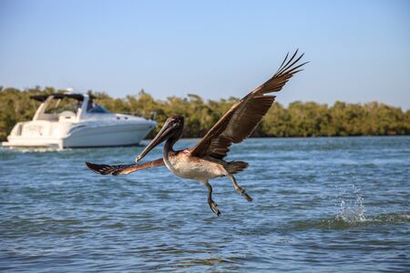 Brown pelican Pelecanus occidentalis flies over boats in the ocean at Delnor-Wiggins Pass State Park in Naples, Floridaの写真素材