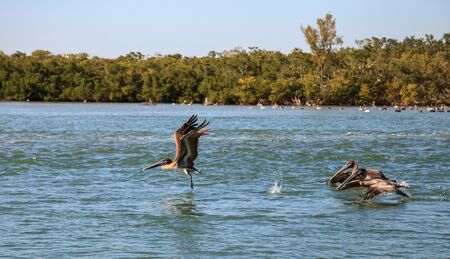 Brown pelican Pelecanus occidentalis flies over the ocean at Delnor-Wiggins Pass State Park in Naples, Floridaの写真素材