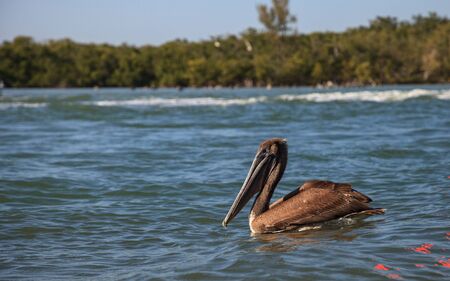 Brown pelican Pelecanus occidentalis flies over the ocean at Delnor-Wiggins Pass State Park in Naples, Floridaの写真素材